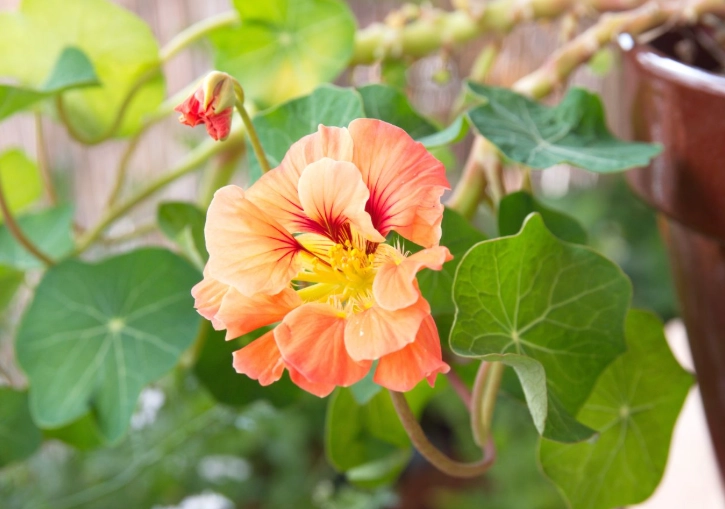 growing nasturtiums in containers growing nasturtiums in containers