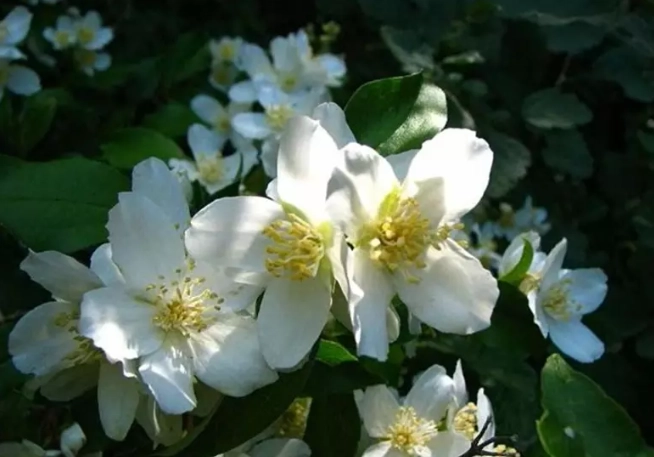 Syringa vs Mock Orange