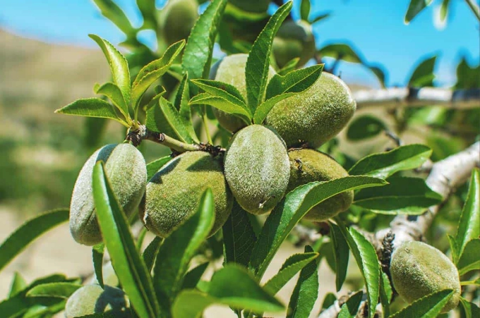 almond tree care almond tree care