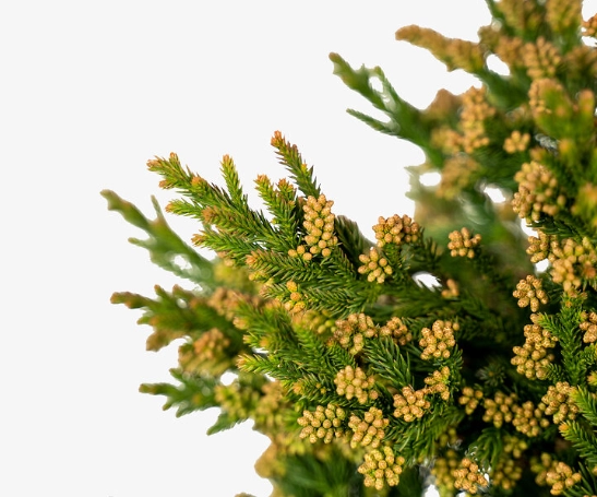 cryptomeria black dragon care cryptomeria black dragon care