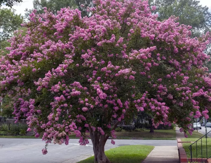 cold hardy crape myrtle