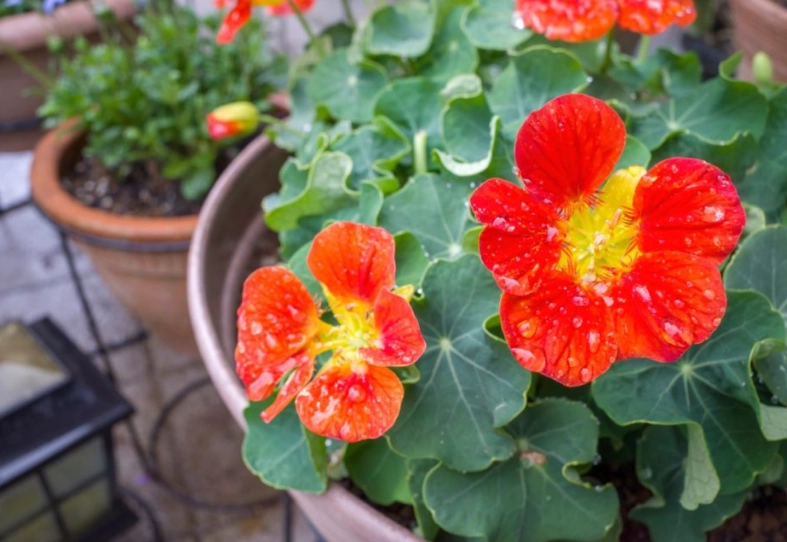 growing nasturtiums in containers growing nasturtiums in containers