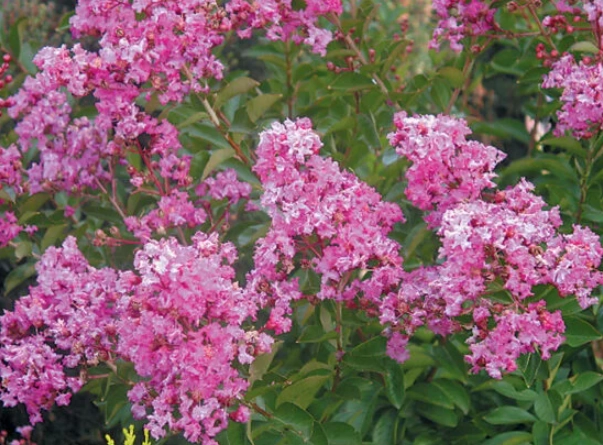 oregon crape myrtle trees