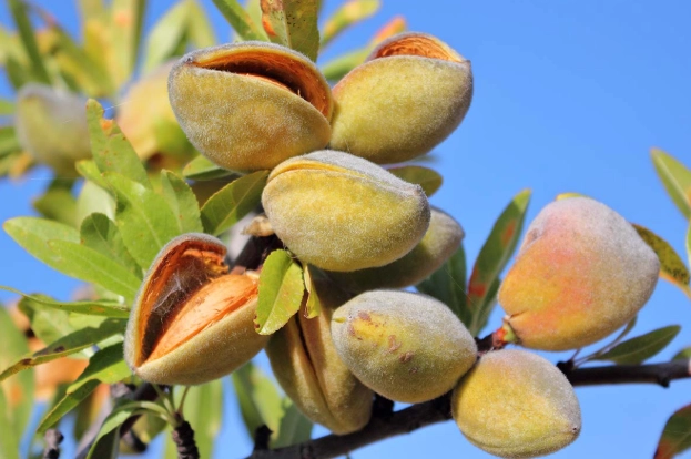 almond tree care almond tree care