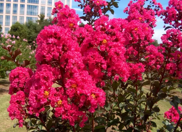 cold hardy crape myrtle