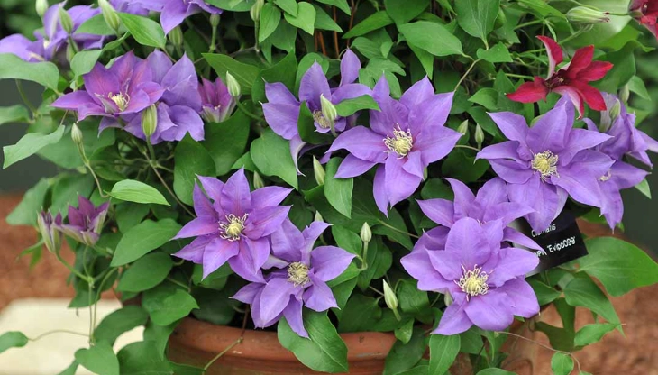 clematis varieties clematis varieties