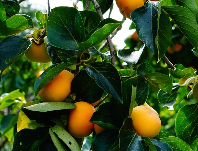 how to grow persimmon tree how to grow persimmon tree