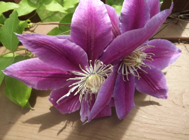 clematis vine care clematis vine care