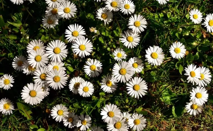 growing mini daisies growing mini daisies