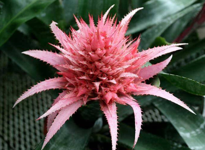 peace lily urn plant peace lily urn plant