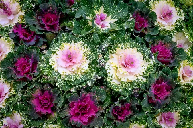 ornamental cabbage