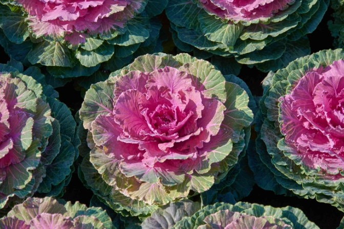 ornamental cabbage