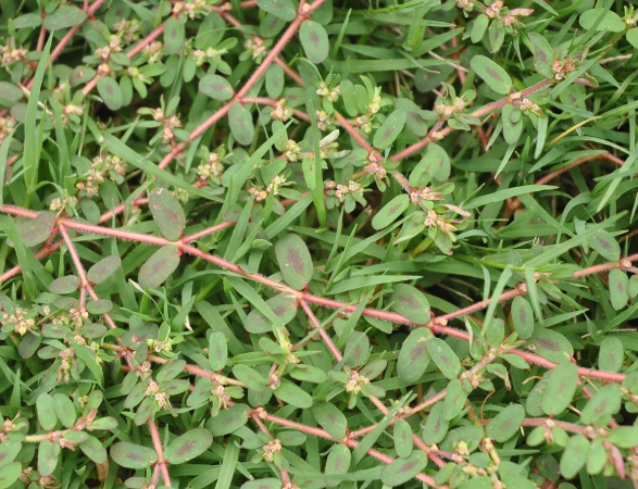 euphorbia varieties euphorbia varieties