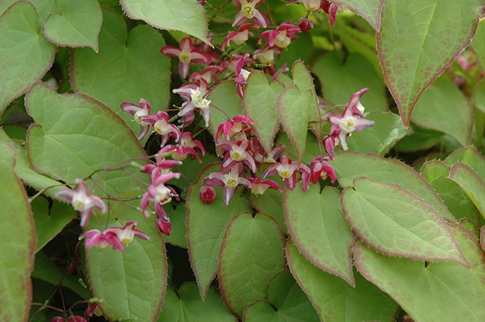 epimedium side effects
