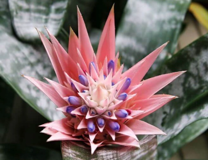 peace lily urn plant peace lily urn plant