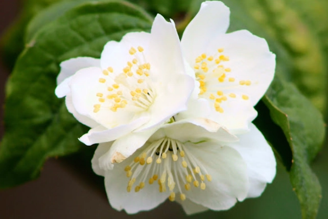 Syringa vs Mock Orange