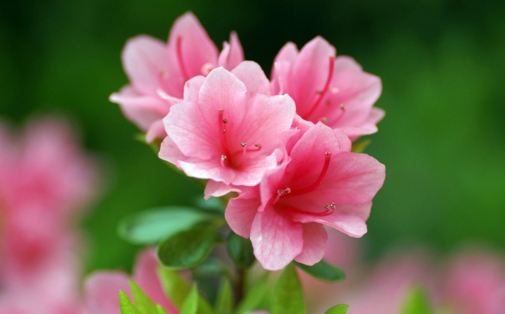 Rhododendron dauricum trilobum care