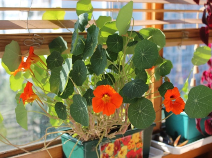 pot nasturtium care pot nasturtium care