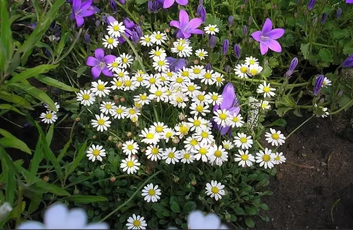 growing mini daisies growing mini daisies
