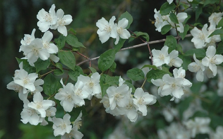Mock orange shrub care
