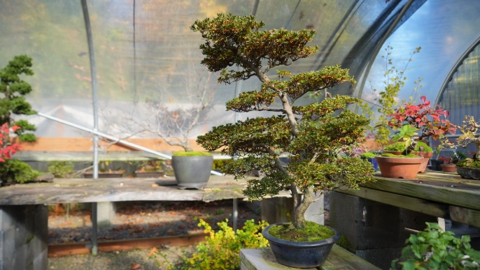 bonsai Portland Oregon