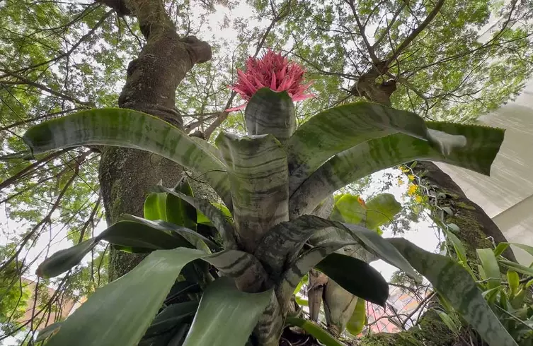 urn plant ideas urn plant ideas