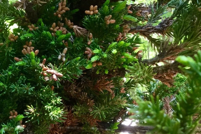 black dragon cryptomeria japonica black dragon cryptomeria japonica