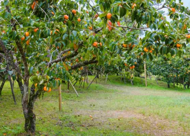 persimmon tree pruning persimmon tree pruning