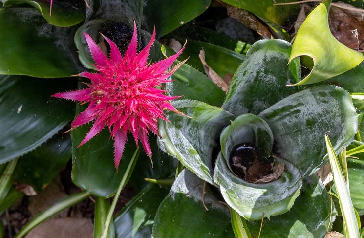 best plants for urns best plants for urns