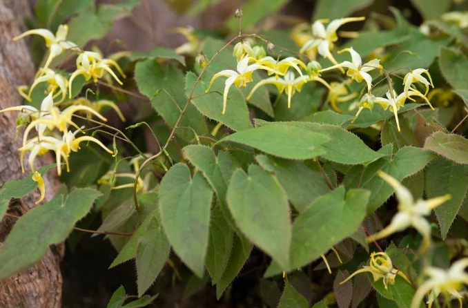 epimedium benefits