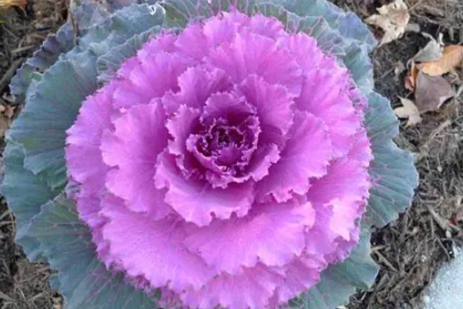 ornamental cabbage
