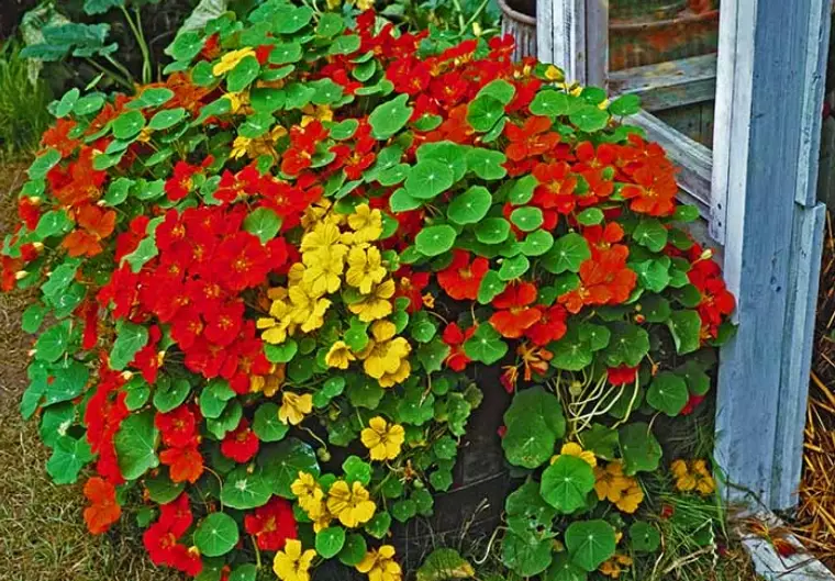growing nasturtiums in containers growing nasturtiums in containers