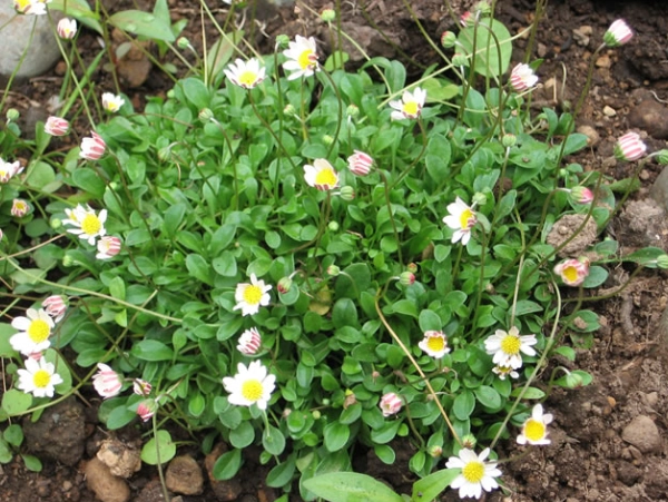 mini daisy varieties mini daisy varieties