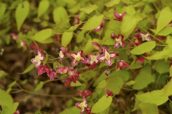 epimedium side effects