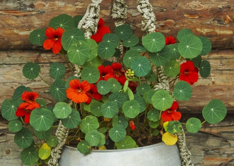 growing nasturtiums in containers growing nasturtiums in containers