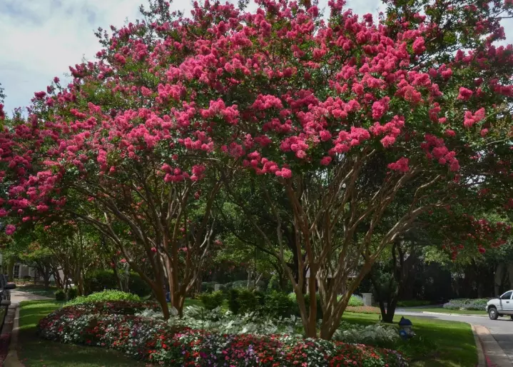 oregon crape myrtle trees