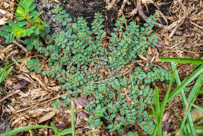 spurge plants types spurge plants types