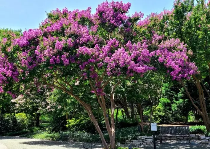 oregon crape myrtle trees