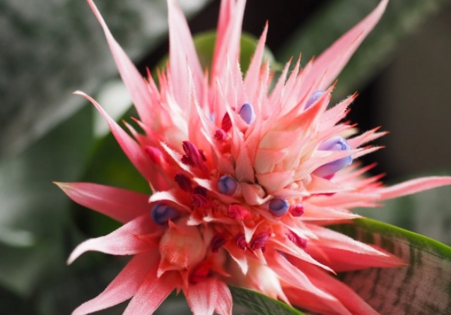 urn plant ideas urn plant ideas