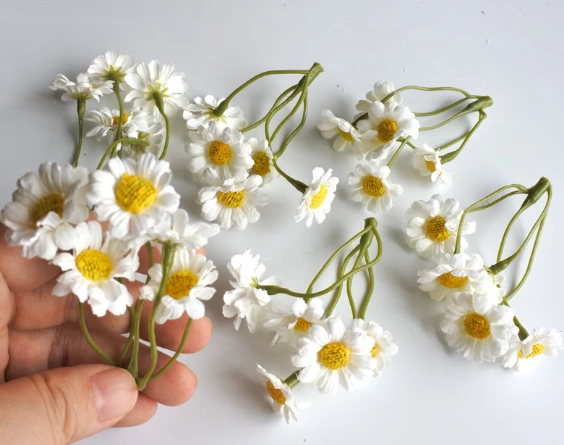 growing mini daisies growing mini daisies