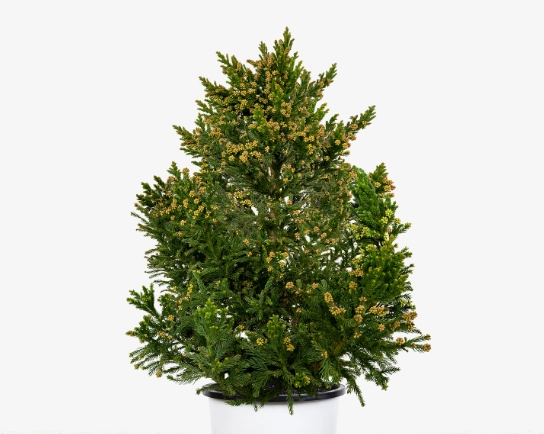 black dragon cryptomeria japonica black dragon cryptomeria japonica