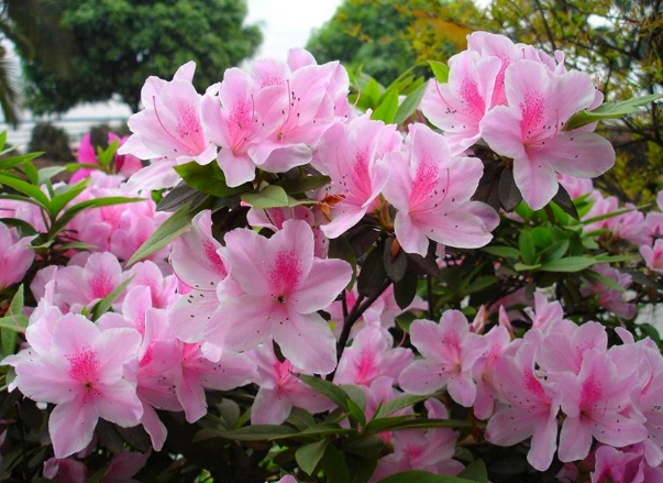 Rhododendron dauricum trilobum care