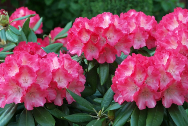 azalea plant care