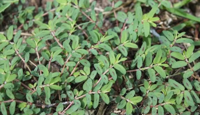 types of spurge weeds types of spurge weeds