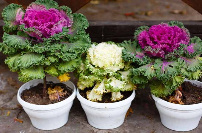 growing ornamental kale