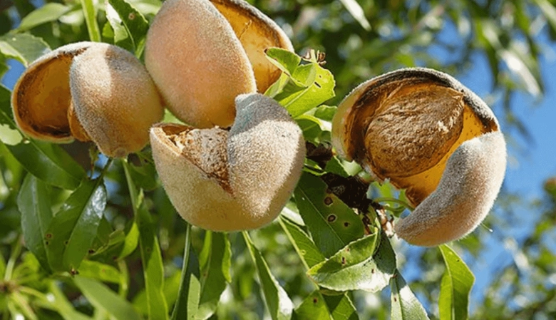 almond tree varieties almond tree varieties