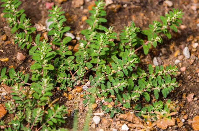 spurge plants types spurge plants types