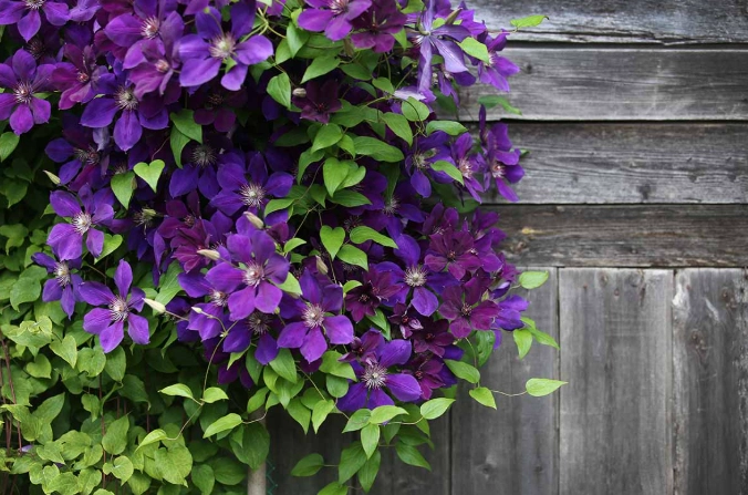 clematis varieties clematis varieties