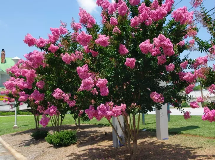 cold hardy crape myrtle