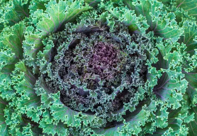 ornamental cabbage